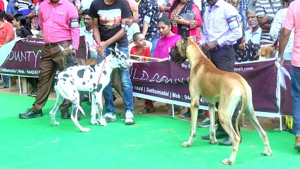 கோவையில் அகில இந்திய நாய்கள் கண்காட்சி-வீடியோ
