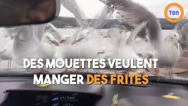 Des mouettes veulent manger des frites