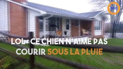 LOL : ce chien n'aime pas courir sous la pluie