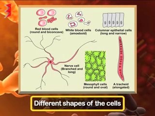 Cell the unit of life class 11
