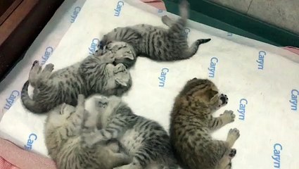 Breaks Up Kitten Fight