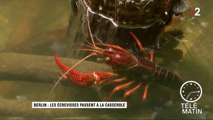 Sans frontières - Berlin : les écrevisses passent à la casserole