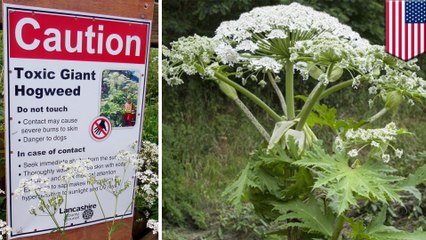 Deadly plant that causes burns, blindness spotted in Virginia