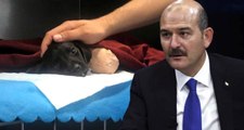 Bakan Soylu'dan Türkiye'yi Ayağa Kaldıran Yavru Köpek İçin Açıklama: Elimizde Acı Görüntüler Var