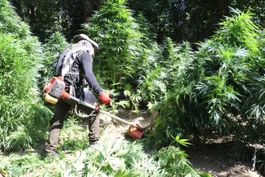 Dünya Kültür Mirası Listesinde Yer Alan Hevsel Bahçelerindeki Dev Esrar Tarlası Şaşkına Çevirdi