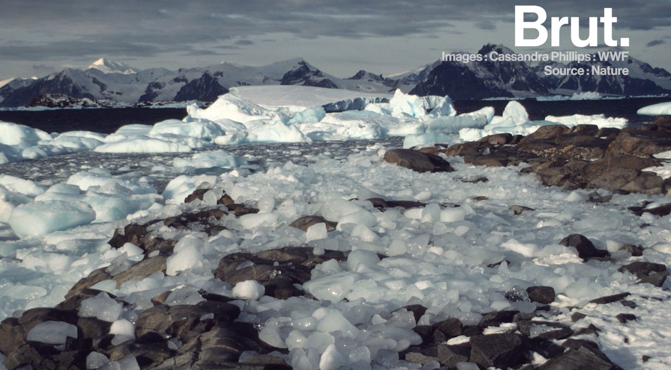 Antarctique : la fonte des glaces s'accélère