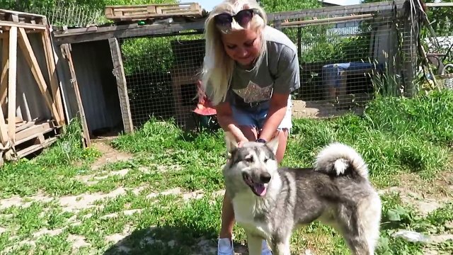 ЩЕНКИ И ЛАЙКИ ВСЕ РАДЫ ПРИЕЗДУ!!!