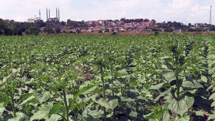 Son yağışlar ayçiçeğine can suyu oldu - EDİRNE