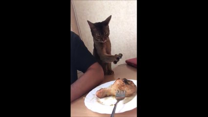 La vidéo ultra-mignonne du jour d'un chat qui veut du poulet