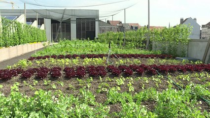 L'agriculture urbaine en plein essor à Bruxelles,