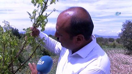 Denizli’nin Çal ilçesinde tarıma sel darbesi