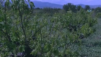 Denizli'nin Çal İlçesinde Tarıma Sel Darbesi