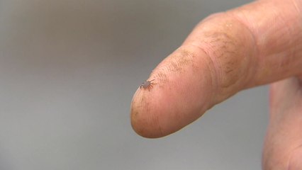 "야생 진드기 감염병 비상"...강원 원주에서 사망자 잇따라 / YTN