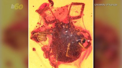 This Poor, Unfortunate Tick Got Trapped in a Spider Web & Then Encased in Amber