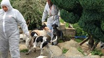 La SPA récupère trente-six chiens chez une ressortissante britannique.