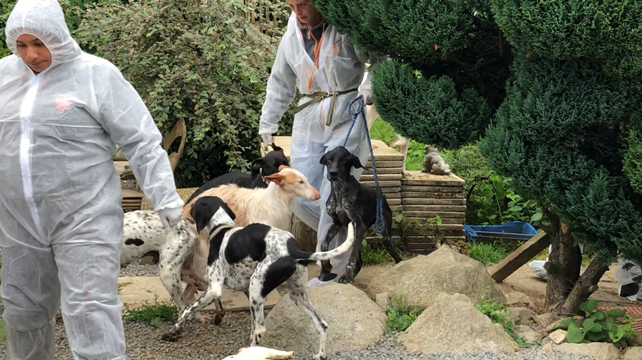 La SPA récupère trente-six chiens chez une ressortissante britannique.