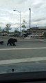 Cubs Walk with Mama Bear Around Anchorage