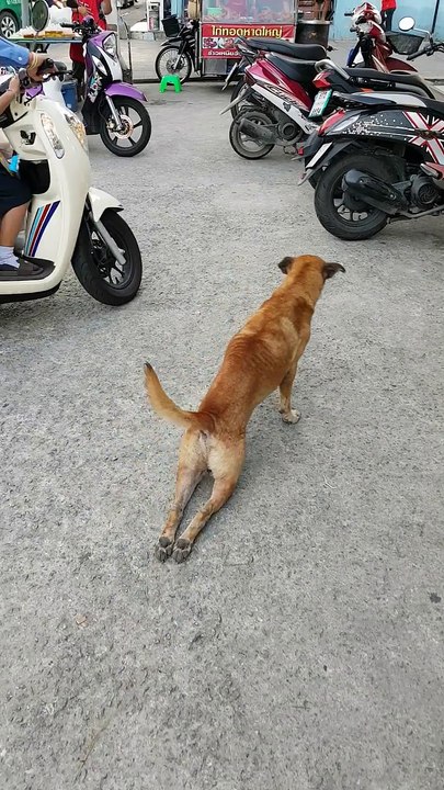 Dog Feigns Injury For Food