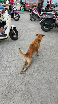 Dog Feigns Injury For Food