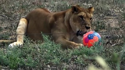 Lion football proves to be a roaring success at Israeli zoo