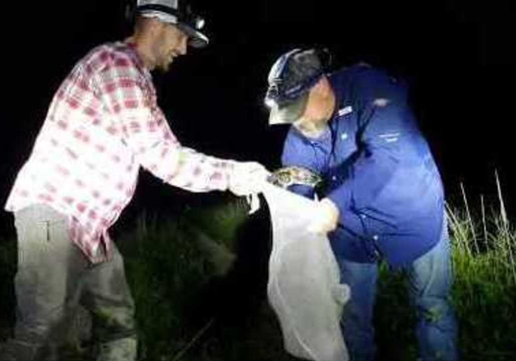 Florida Snake Catcher Captures Python Close to a Gator