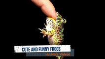 Cute and Funny Frogs as Pets Videos