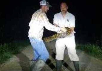 Python Grips Handler's Arm in Florida Everglades