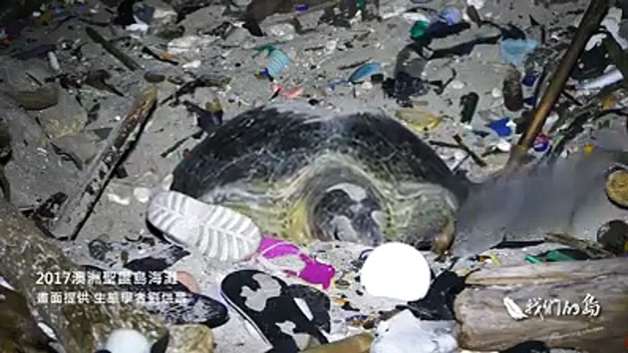 Une tortue pond ses oeufs au milieu des déchets plastiques