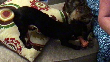 Little sisters can be annoying sometimes!