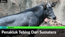 #1MENIT | Penakluk Tebing Dari Sumatera