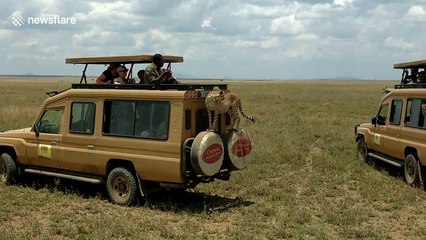 Bold cheetah jumps on jeep's roof in the Serengeti