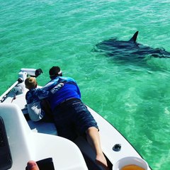 Hammerhead Shark Swimming in Florida