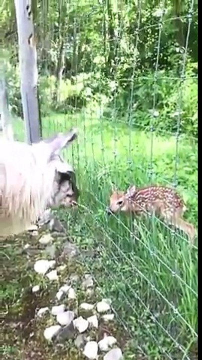 Lama et bébé Faon : la rencontre trop mignonne !
