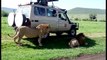 Touristes les plus stupides : ils essayent de toucher un lion en liberté !