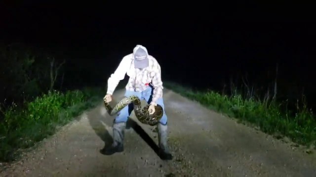 Ce python ne veut plus lacher le bras de l'homme qui vient de le capturer