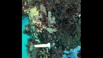 Un poisson semble très intéressé par un mégot de cigarette