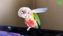 Ce perroquet a trouvé comment se gratter le cou facilement... Adorable