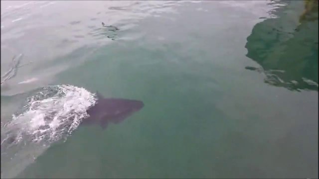 Un thon vient gober une mouette vivante et la recrache