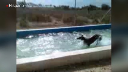 A este perro español le encanta pasar el verano en la piscina