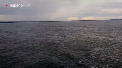 Fueron a ver unas ballenas y se consiguieron con una enorme