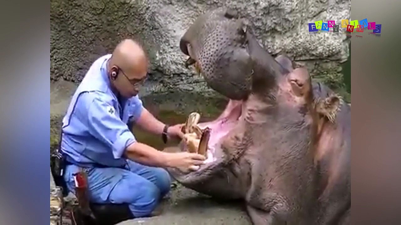 Разные приколы с разными животными. Бегемот у стоматолога.