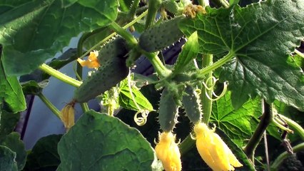 Подкормка Огурцов Народными Средствами 3 Работающих Рецепта