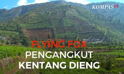 “Flying Fox” Pengangkut Kentang di Dieng