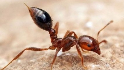 평택에서도 '붉은 불개미' 발견...긴급 방제 / YTN