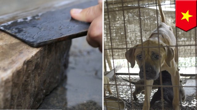 【残酷注意】アジアで続く「犬肉ビジネス」その現状は… - トモニュース