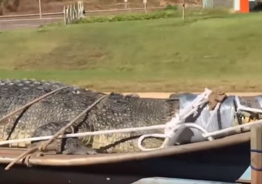 Only in Darwin! Croc Rides Stuart Highway Strapped to Trailer