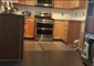 Clever Dog Will Stop at Nothing to Climb Kitchen Counter