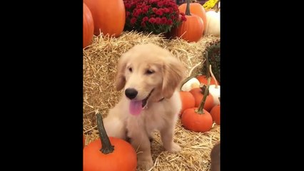 Cutest Puppies|30 Funny Golden Retriever Puppies Video Compilation - Best of 2018_1