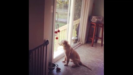 Cutest Puppies|30 Funny Golden Retriever Puppies Video Compilation - Best of 2018_3