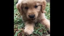 Cutest Puppies|30 Funny Golden Retriever Puppies Video Compilation - Best of 2018_5